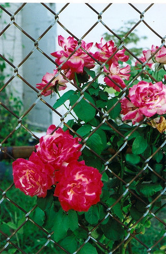 roses and wire 